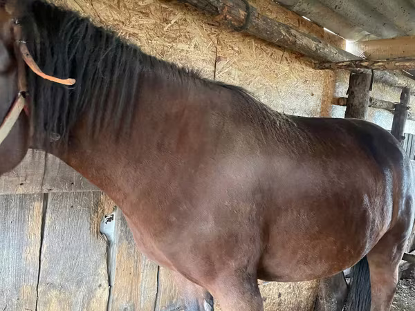 Merrie, Paarden