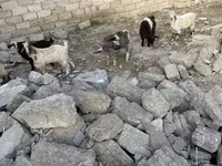 بز نر, بز — عکس 2
