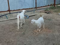 بز ماده, بز — عکس 2