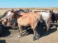 Cal, Mugalzhar horse — foto 4