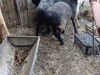 Vædder, Får — foto 1
