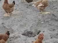 ไก่เดนมาร์ก — รูปภาพ 2