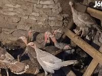 Turkeys — foto 2