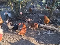 Chickens — φωτογραφία 8