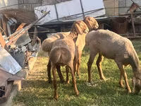 แกะตัวเมีย, Hissar sheep — รูปภาพ 3