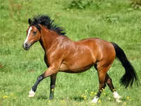 Konji (partija, pol nije naveden), Horse breed — fotografija 4
