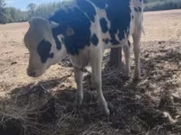 Tyre, Russian Black pied cattle — foto 2