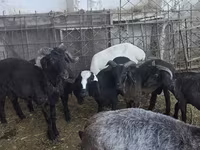 میش, گوسفند — عکس 3