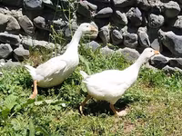 لیندا — عکس 2