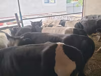 황소, Swiss cattle — 사진 4