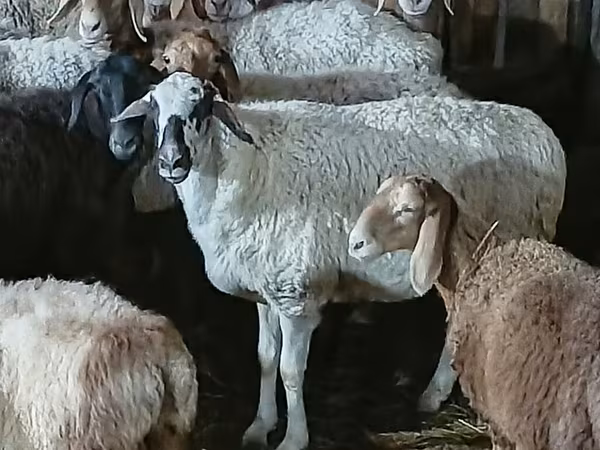 Sheep, Sheep — Kyrgyzstan