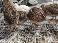 Quails — foto 3