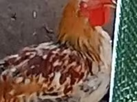 Chickens — புகைப்படம் 2