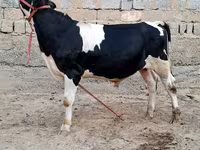 雄牛, Simmental cattle — 写真 3