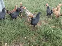 Chickens — تصویر 4