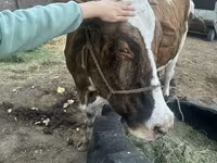 Mucca, Simmental cattle — foto 8