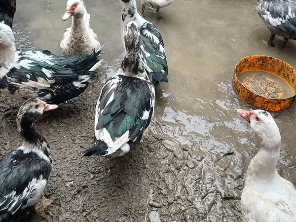 Ducks
