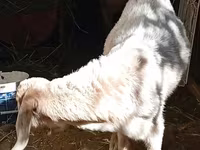 Billy Goat, Goats — photo 4