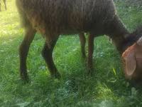 Oveja, Ovejas — foto 4