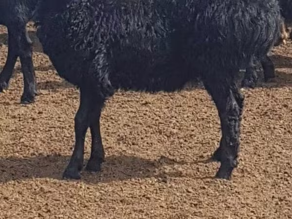 Модагӯсфанд, Edilbay sheep