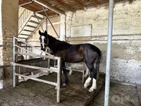 Faras dhaddig, Horses — sawirka 4