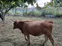 İnek, Sığır — foto 1