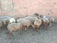 قوچ, Arashan sheep — عکس 3
