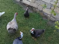 Ducks — تصویر 4