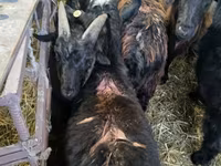Billy Goat, Goats — photo 5