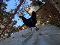 Chickens — புகைப்படம் 2
