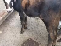 Stier, Runderen — foto 1