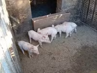 หมูป่าตัวผู้, หมู — รูปภาพ 3
