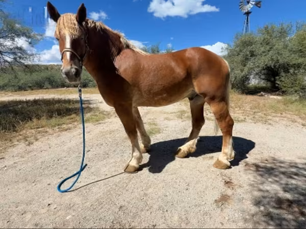 Cheval, Belgian Draught