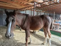 Faras dhaddig, Horses — sawirka 4