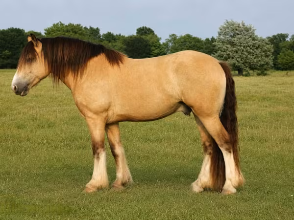 ม้าตัวผู้, Gypsy horse