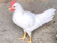 Leghorn — Foto 2
