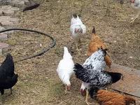 Chickens — ảnh 3