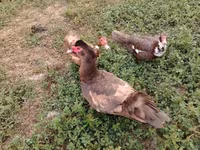 Ducks — 사진 1