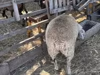 Pecora, Beltex sheep — foto 3