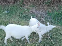Kambing jantan, Saanen goat — foto 3
