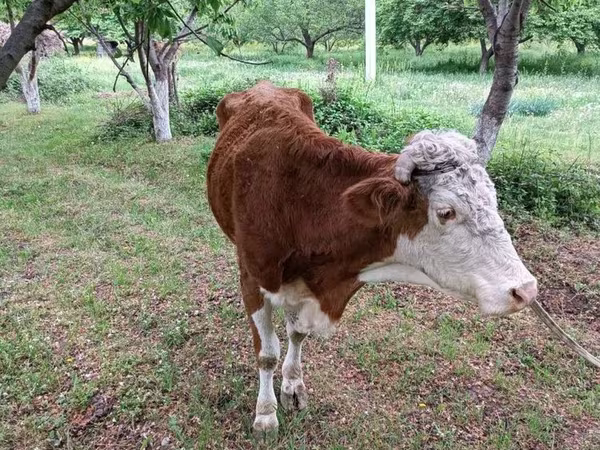 گاو نر, Simmental cattle — ازبکستان