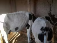 Touro, Russian Black pied cattle — foto 4