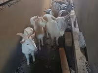 Kambing betina, Saanen goat — foto 7