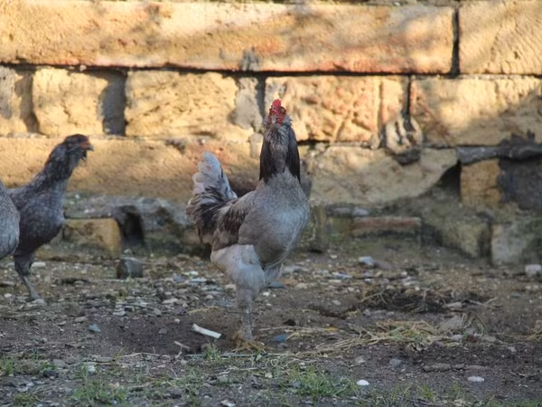 Ameraucana
