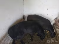 Хуц, Хонь — 4 зураг