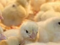 Chickens — zdjęcie 1