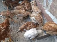 Chickens — عکس 1