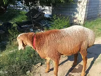 كبش, Agin sheep — الصورة 2