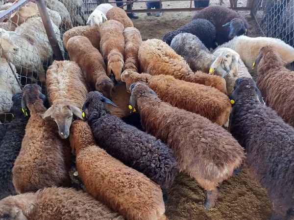 የጎትት አውራ በግ, Sheep