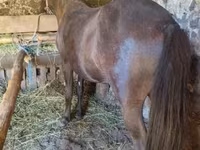 Cavallo, Cavalli — foto 6
